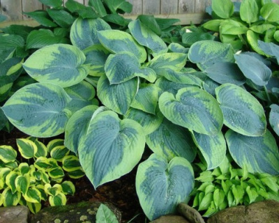 Hosta Tokudama Flavocircinalis