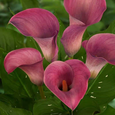 Zantedeschia Captain Romance