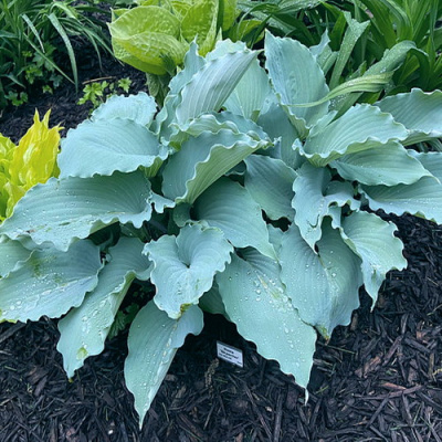 Hosta Skywriter