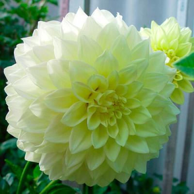 Dahlia Berliner Lemon