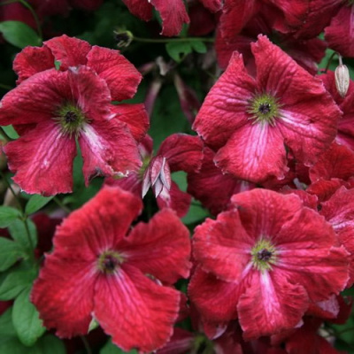 Clematis Rubra