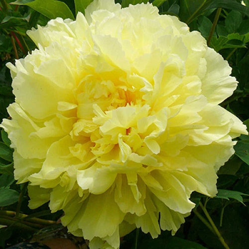 Paeonia Sonoma Halo
