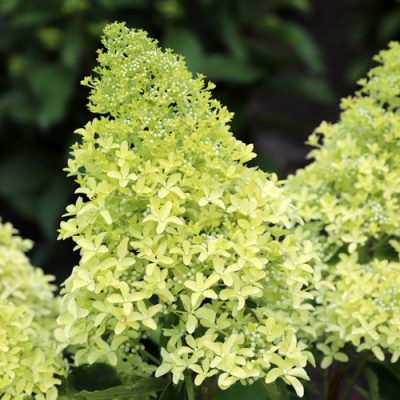 Гортензия Magical Lime Sparkle