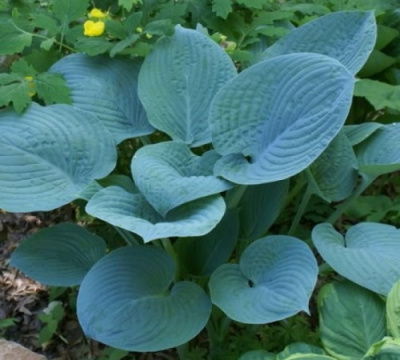 Hosta Cоerulea Blue