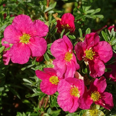 Potentilla Danny Boy