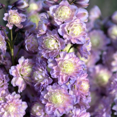 Delphinium Highlander Neon Sensation