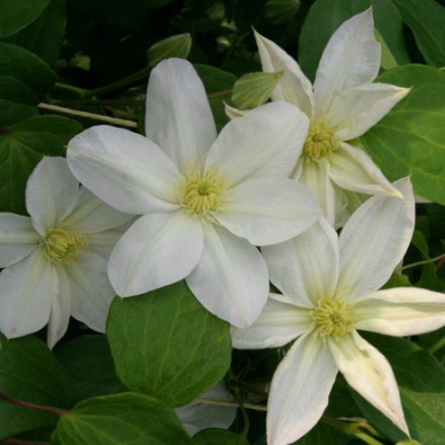 Clematis Shirayukihime
