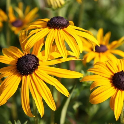Rudbeckia fulgida Goldsturm