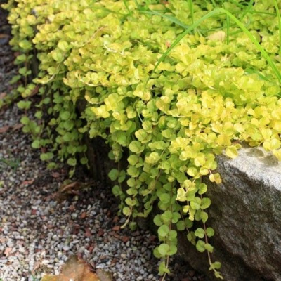 Lysimachia nummularia Goldilocks