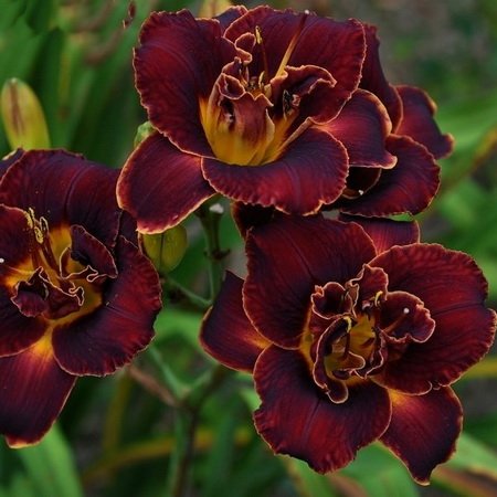 Hemerocallis Night Ember_1