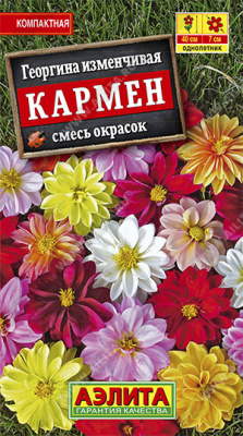 Георгина Кармен, смесь окрасок