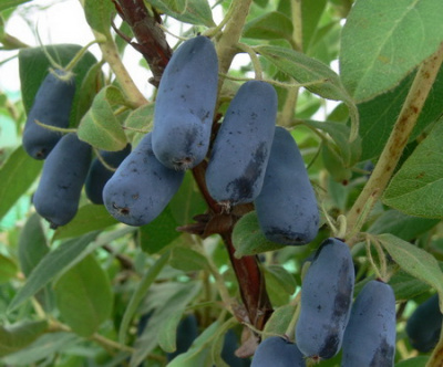Lonicera Leningradzki Welikan