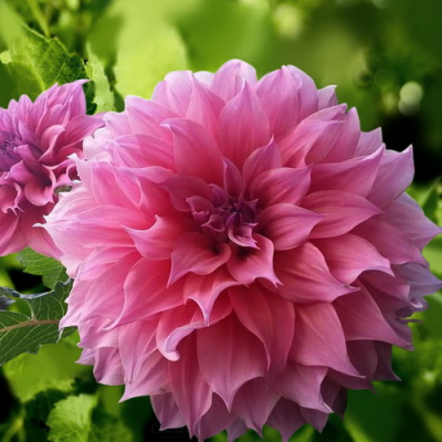 Dahlia Arthur Hambley