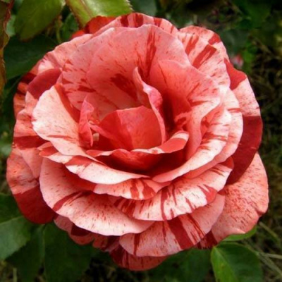 Rosa Brownie