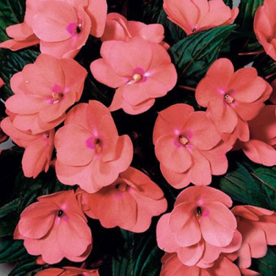 Impatiens Paradise Grenada