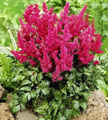 Astilbe japonica Koln