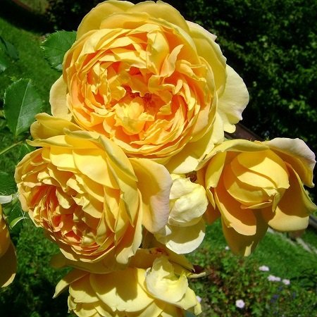 Rosa Golden Celebration_1