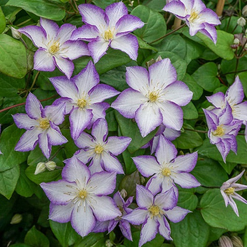 Clematis Lucky Charm_2