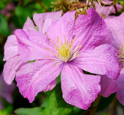 Clematis Comtesse De Bouchaud