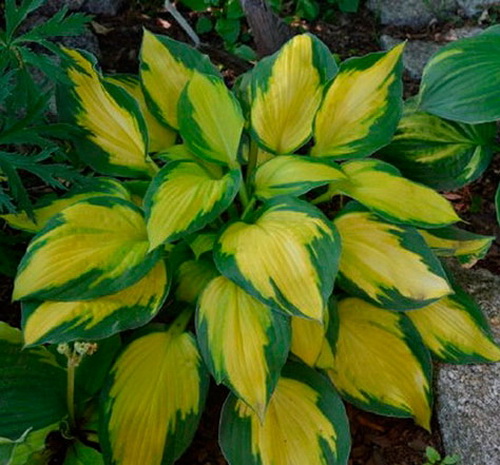 Hosta Georgia Sweetheart_2