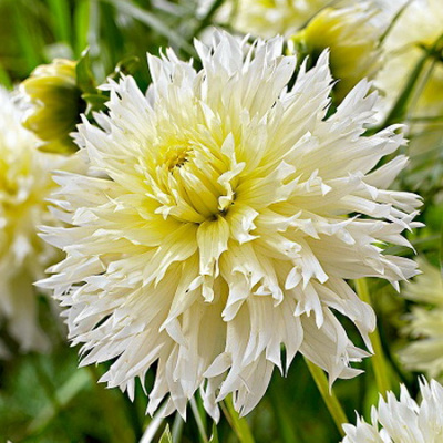 Dahlia Ice Crystal