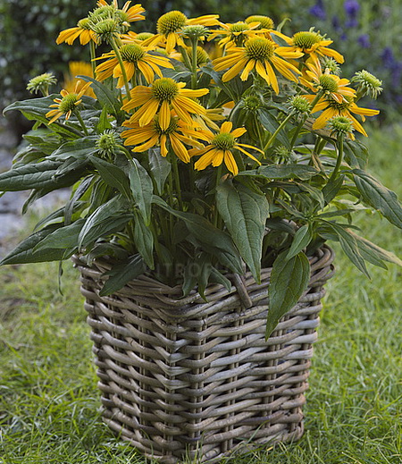 Echinacea SunMagic Fantastic Yellow_4