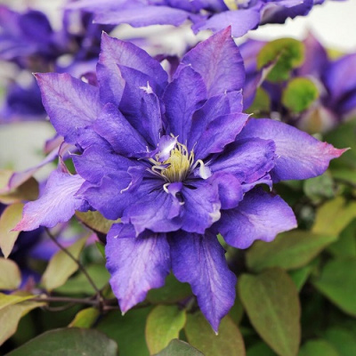 Clematis Daniel Deronda