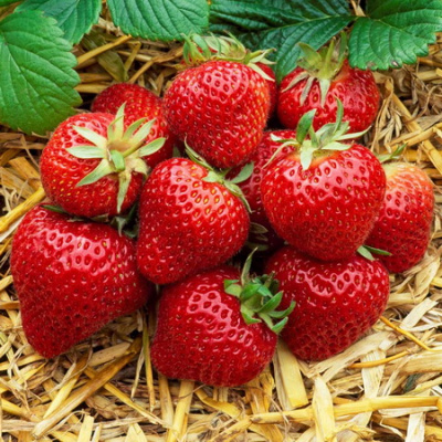 Fragaria Florence