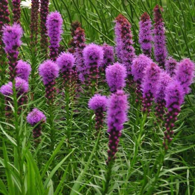 Liatris spicata Floristan Violett