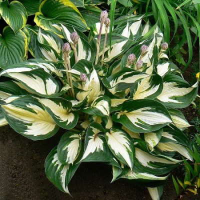 Hosta Fire and Ice