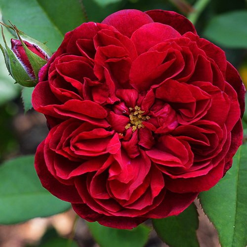 Rosa Darcey Bussell_4