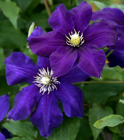Clematis Guiding Star
