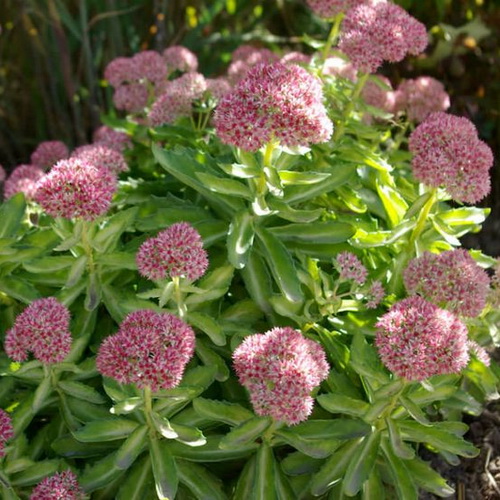 Sedum Autumn Delight