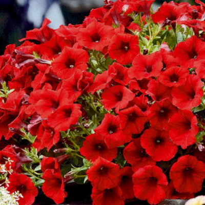 Petunia-veranda-scarlet