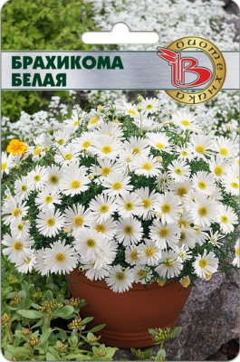 Брахикома Белая