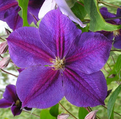 Clematis Star Of India