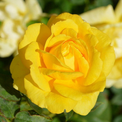 Rosa Golden Dawn