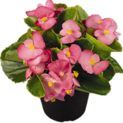 Begonia Premium Rose Bicolor