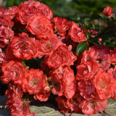 Rosa Coral Drift