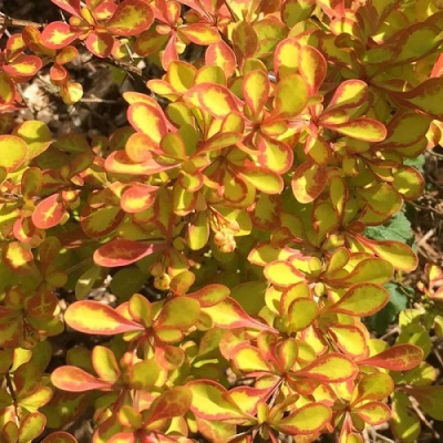 Berberis thunbergii Summer Sunset
