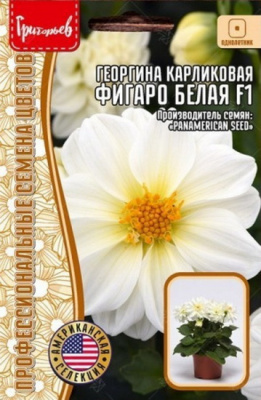 Георгина Фигаро махровая белая