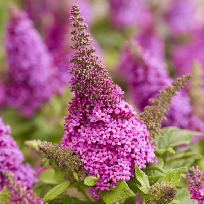 Buddleja Butterfly Candy Little Cerise