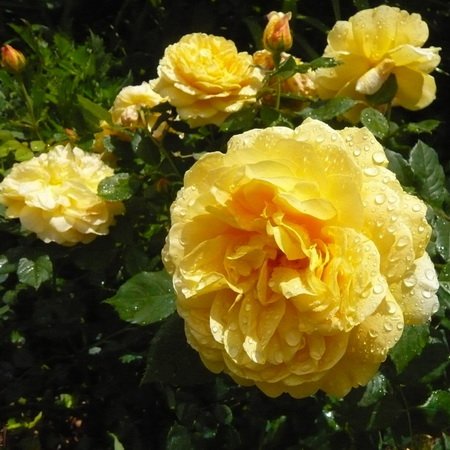Rosa Golden Celebration_2