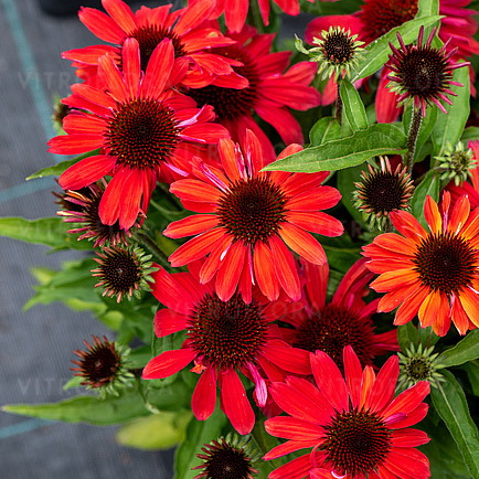 Echinacea SunMagic Vintage Ruby_3