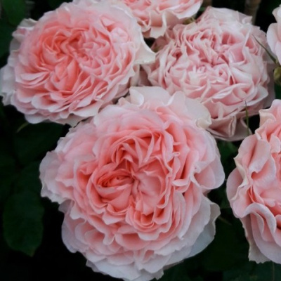 Rosa Grandma’s Finest Mary