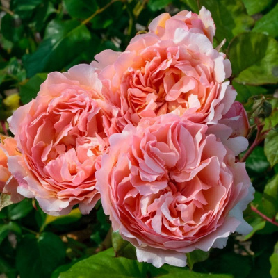 Rosa Princesse Charlene De Monaco