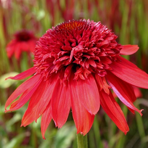 Echinacea Eccentric_1