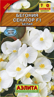 Бегония вечноцветущая Сенатор белая