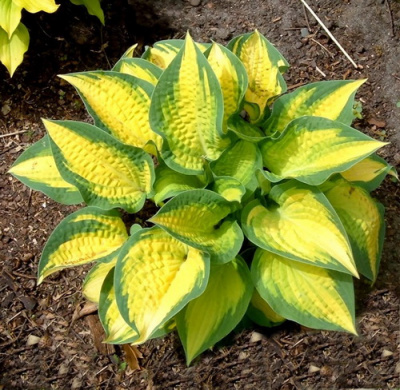 Hosta Orange Marmelade