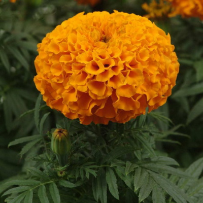 Taishan Orange